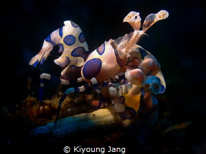 Harlequin shrimp~ by Kiyoung Jang 